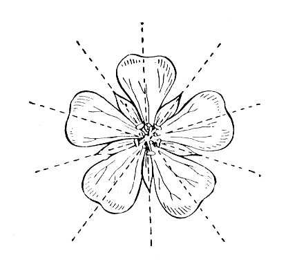 актиноморфный цветок