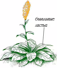 Базальные листья