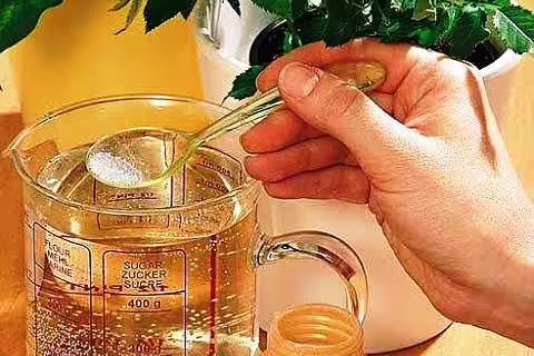подкормки для комнатных растений