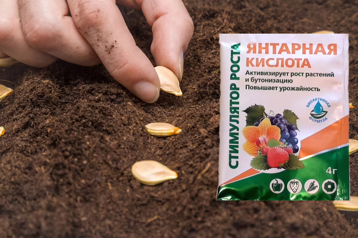 Янтарная кислота