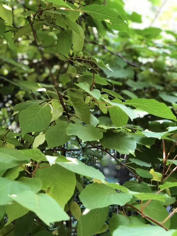 aktinidiya-2