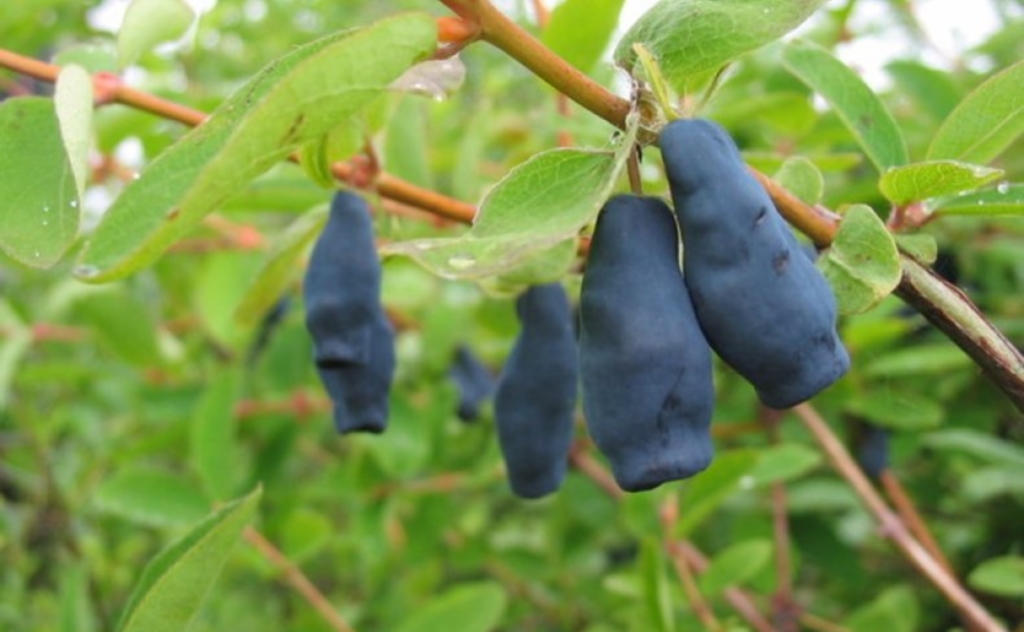 Жимолость Фиалка