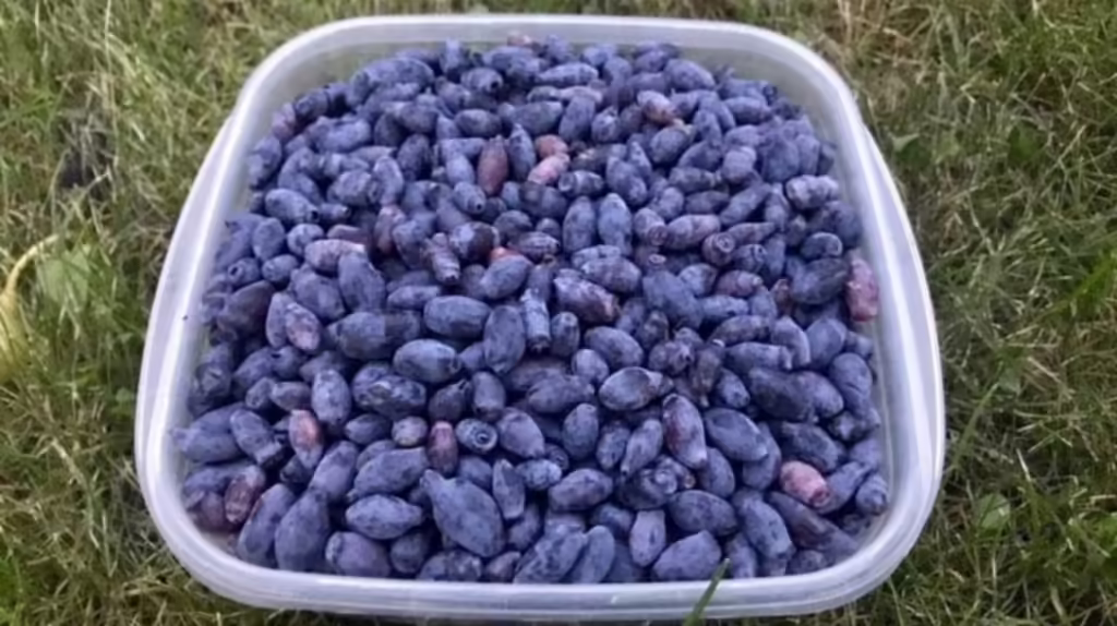 Жимолость Фиалка