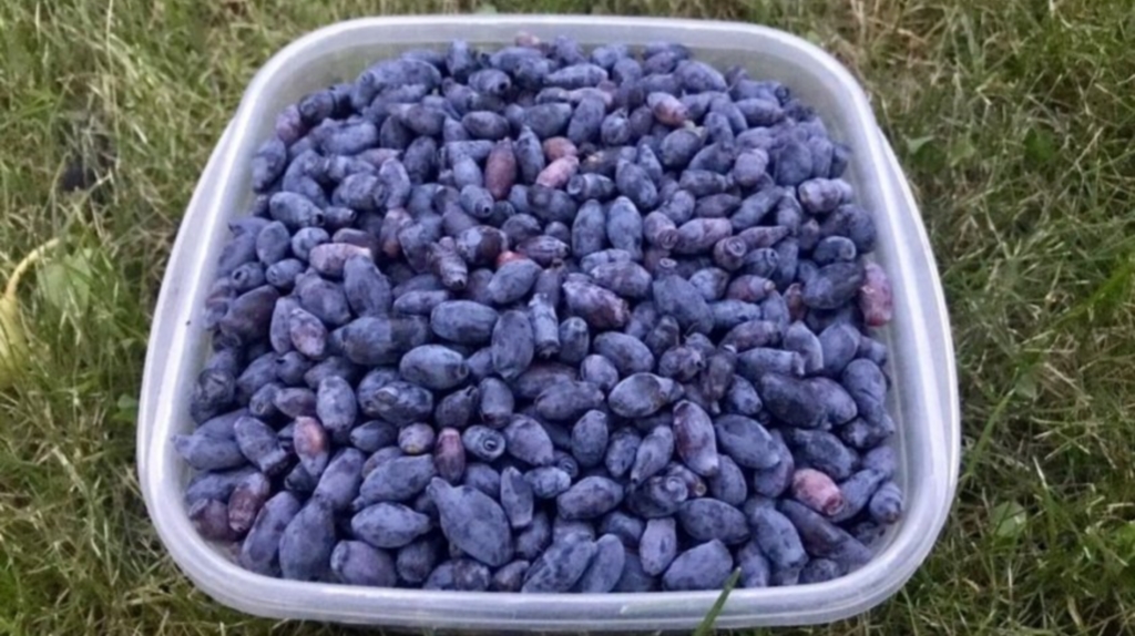 Жимолость Фиалка